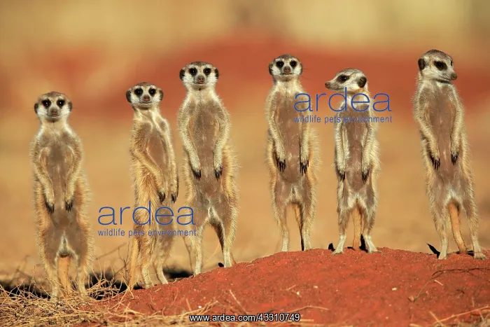 : Meerkats (Suricata suricatta), meerkat, adult, group : Meerkats (Suricata suricatta), meerkat, adult, group