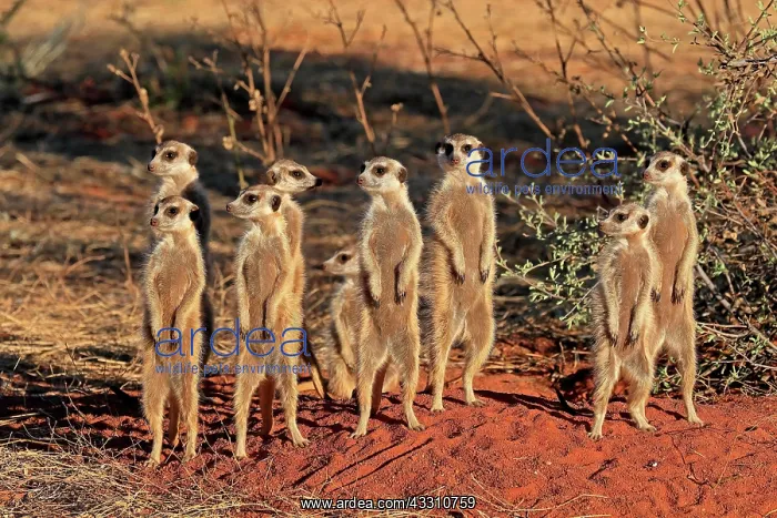 : Meerkats (Suricata suricatta), meerkat, adult, group : Meerkats (Suricata suricatta), meerkat, adult, group