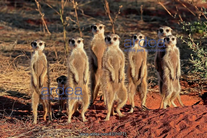 : Meerkats (Suricata suricatta), meerkat, adult, group : Meerkats (Suricata suricatta), meerkat, adult, group