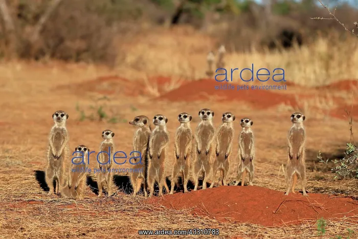 : Meerkats (Suricata suricatta), meerkat, adult, group : Meerkats (Suricata suricatta), meerkat, adult, group