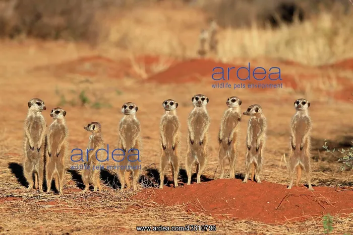 : Meerkats (Suricata suricatta), meerkat, adult, group