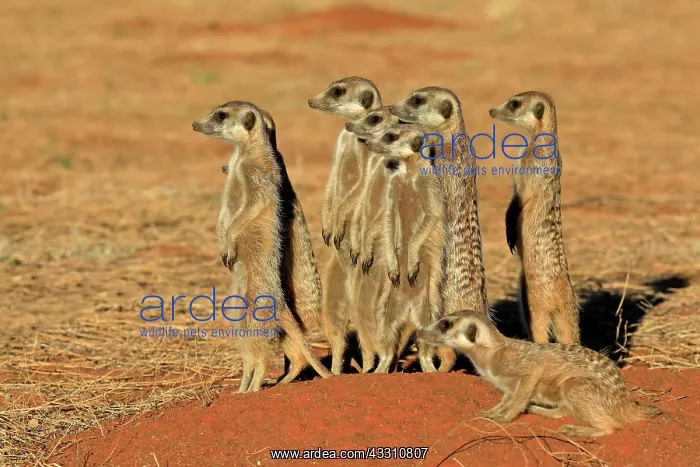 : Meerkats (Suricata suricatta), meerkat, adult, group : Meerkats (Suricata suricatta), meerkat, adult, group
