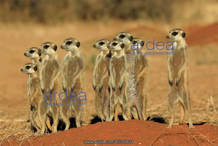 : Meerkats (Suricata suricatta), meerkat, adult, group : Meerkats (Suricata suricatta), meerkat, adult, group