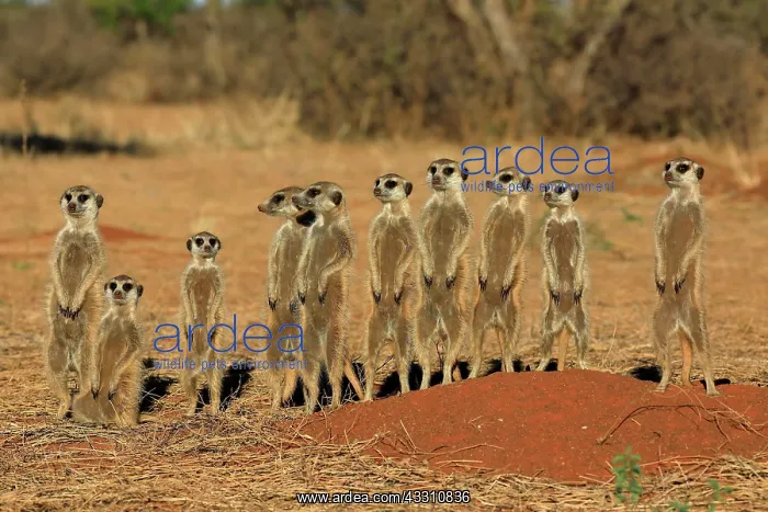 : Meerkats (Suricata suricatta), meerkat, adult, group : Meerkats (Suricata suricatta), meerkat, adult, group
