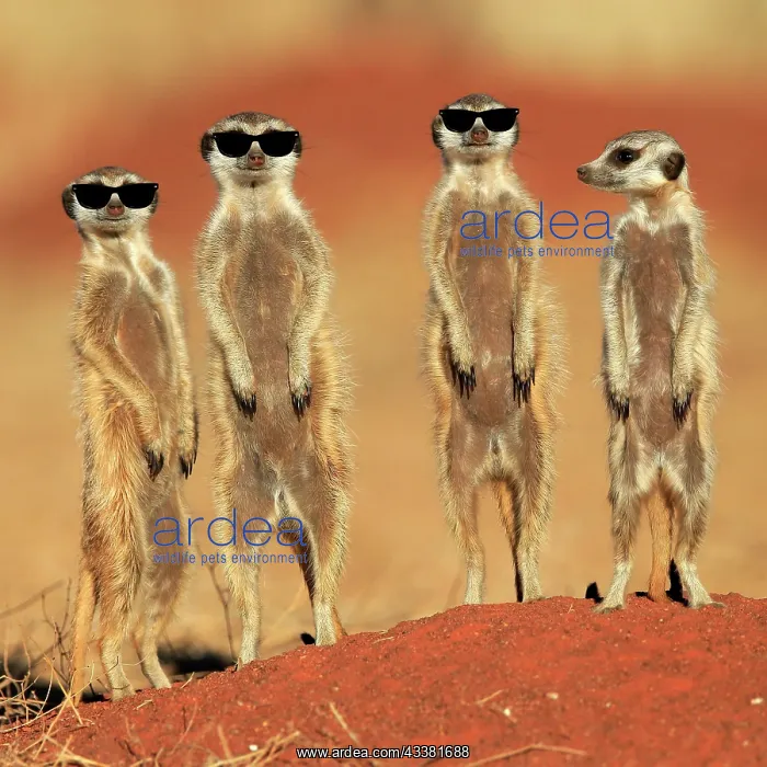 : Meerkats (Suricata suricatta), meerkat, adult, group : Meerkats (Suricata suricatta), meerkat, adult, group