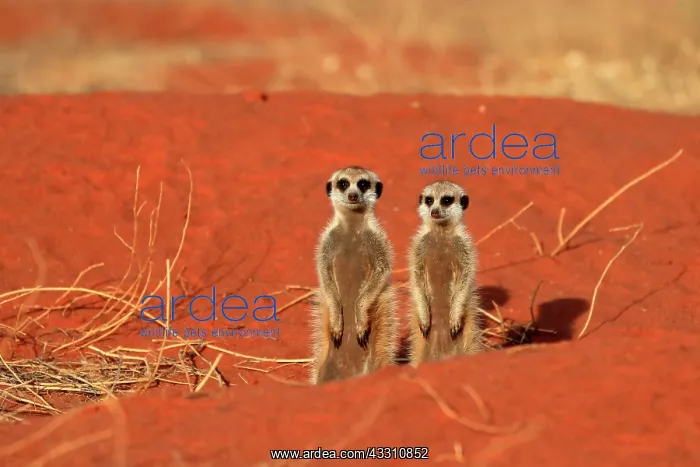 : Meerkats (Suricata suricatta), meerkat, two young : Meerkats (Suricata suricatta), meerkat, two young