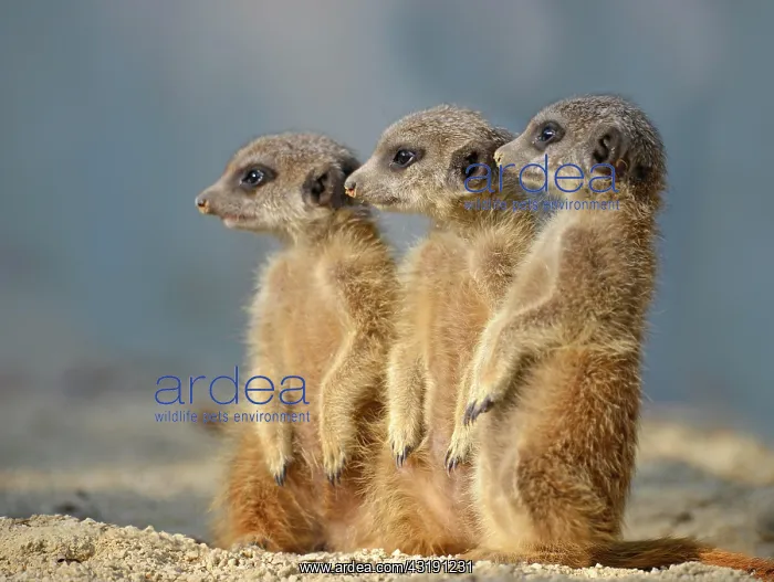: Meerkats (Suricata suricatta), pups, native to Africa : Meerkats (Suricata suricatta), pups, native to Africa