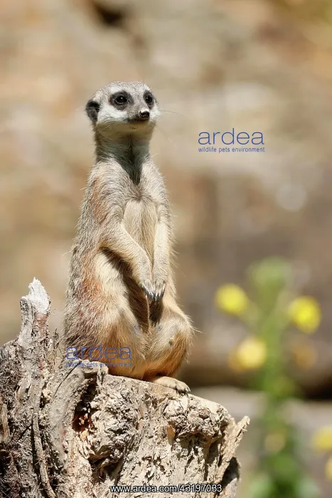 : Meerkats (Suricata suricatta) sitting, Germany : Meerkats (Suricata suricatta) sitting, Germany