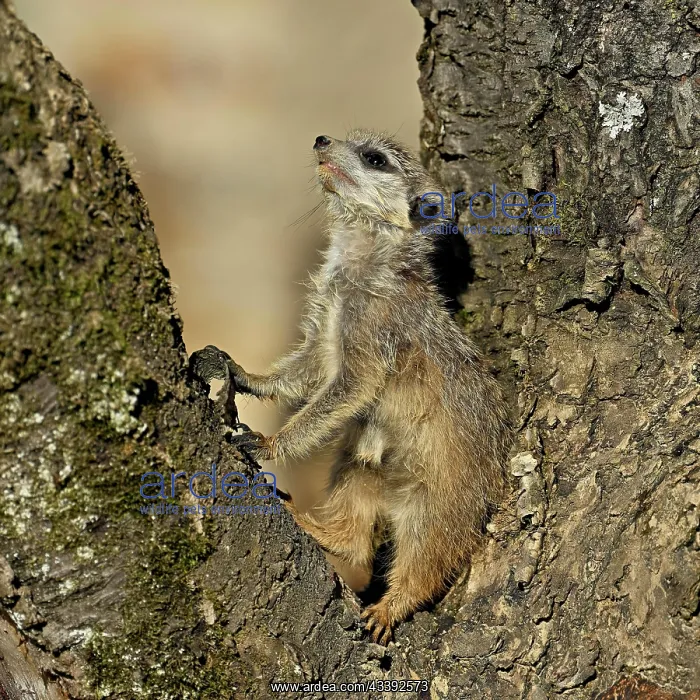 : Meerkats (Suricata suricatta), sitting on a tree : Meerkats (Suricata suricatta), sitting on a tree