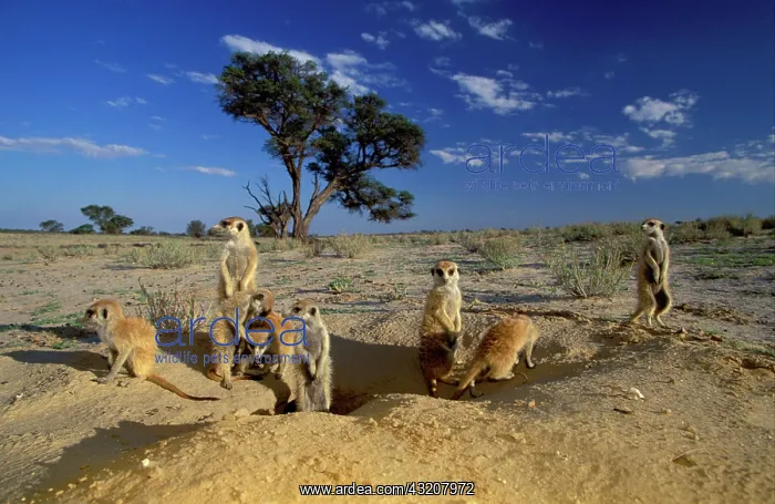 : Meerkats (Suricata suricatta), sunbathing at burrow : Meerkats (Suricata suricatta), sunbathing at burrow
