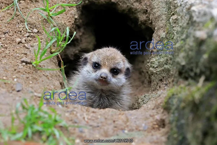 : Meerkats (Suricata suricatta), young animal, at : Meerkats (Suricata suricatta), young animal, at