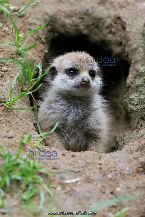 : Meerkats (Suricata suricatta), young animal, at : Meerkats (Suricata suricatta), young animal, at