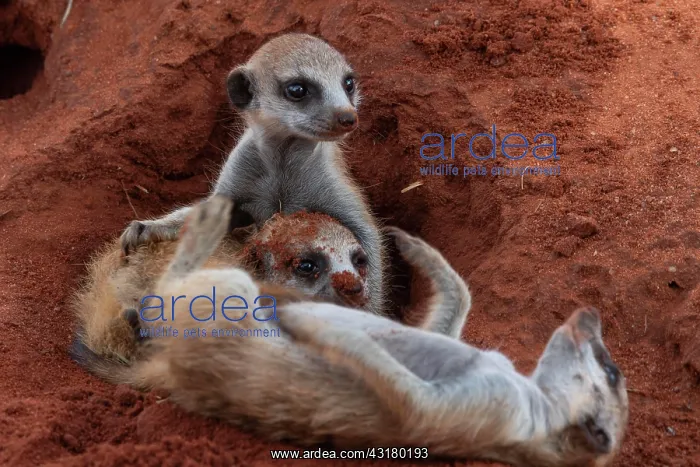 : Meerkats (Suricata suricatta), young animals at : Meerkats (Suricata suricatta), young animals at