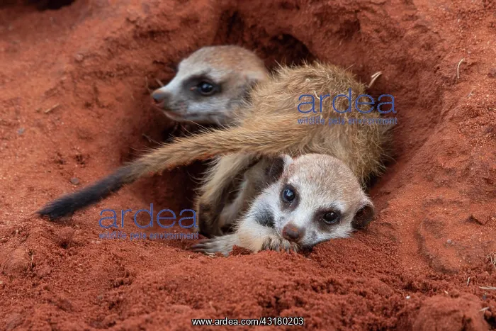 : Meerkats (Suricata suricatta), young animals at : Meerkats (Suricata suricatta), young animals at