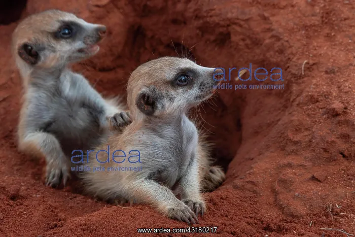 : Meerkats (Suricata suricatta), young animals at : Meerkats (Suricata suricatta), young animals at