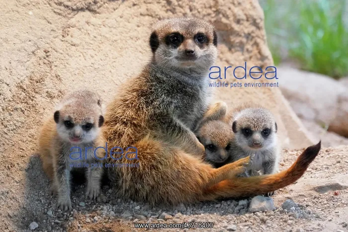 : Meerkats (Suricata suricatta), young animals cuddling : Meerkats (Suricata suricatta), young animals cuddling