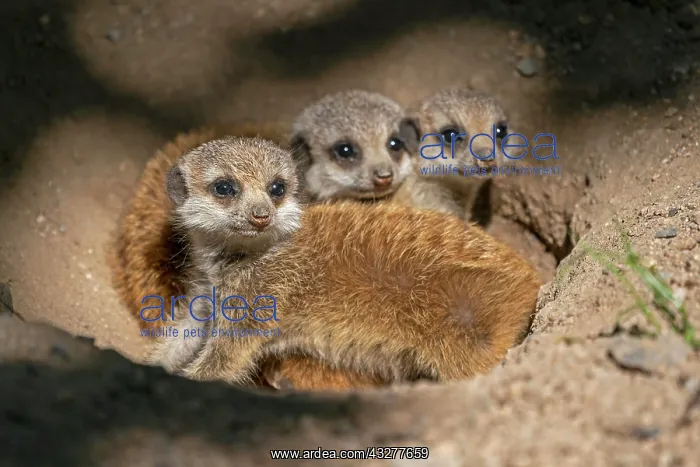: Meerkats (Suricata suricatta), young animals looking : Meerkats (Suricata suricatta), young animals looking