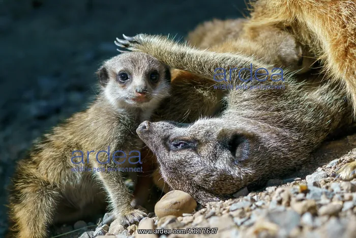 : Meerkats (Suricata suricatta), young animals playing : Meerkats (Suricata suricatta), young animals playing