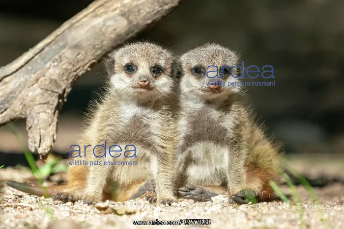 : Meerkats (Suricata suricatta), young animals standing : Meerkats (Suricata suricatta), young animals standing