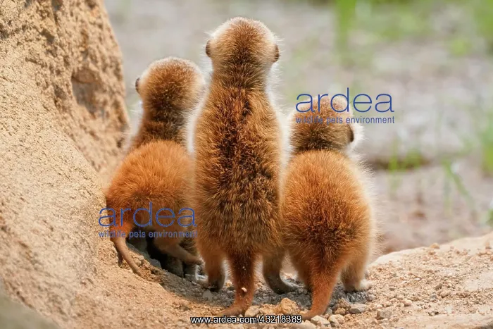 : Meerkats (Suricata suricatta), young animals watching : Meerkats (Suricata suricatta), young animals watching