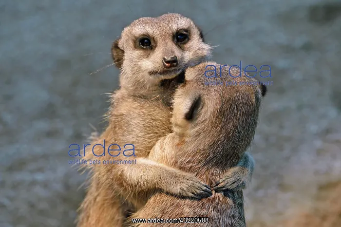 : Meerkats (Suricata suricatta) young embracing, native : Meerkats (Suricata suricatta) young embracing, native
