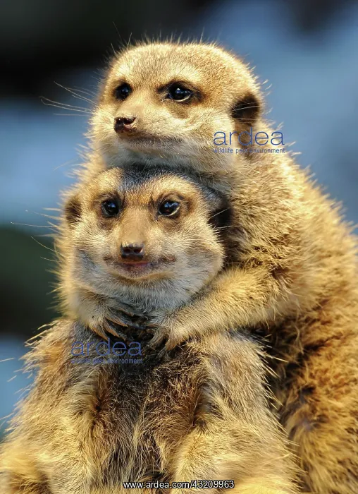 : Meerkats or Suricates (Suricata suricatta) : Meerkats or Suricates (Suricata suricatta)