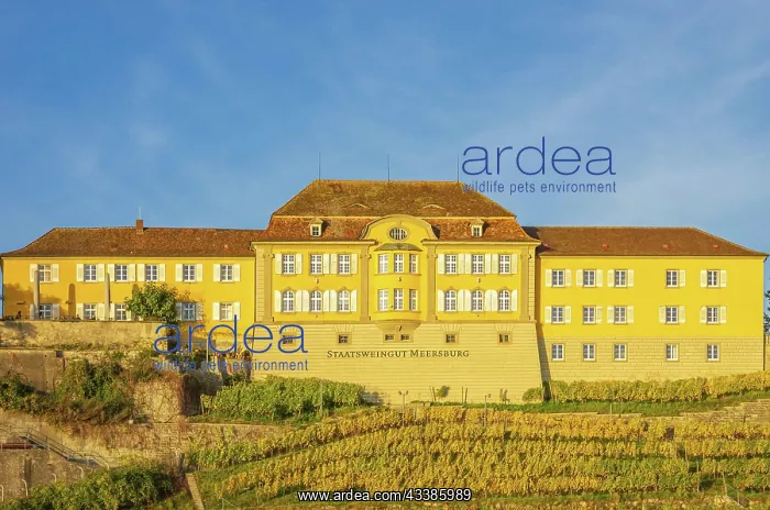 : Meersburg State Winery on Lake Constance, Baden-Warttemberg : Meersburg State Winery on Lake Constance, Baden-Warttemberg