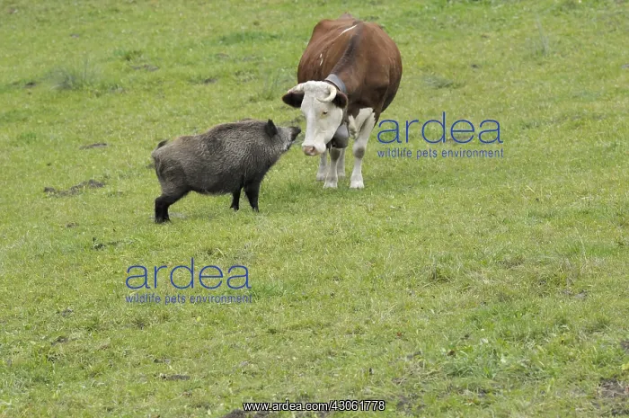 : Meeting between a cow Abundance and a Boar : Meeting between a cow Abundance and a Boar