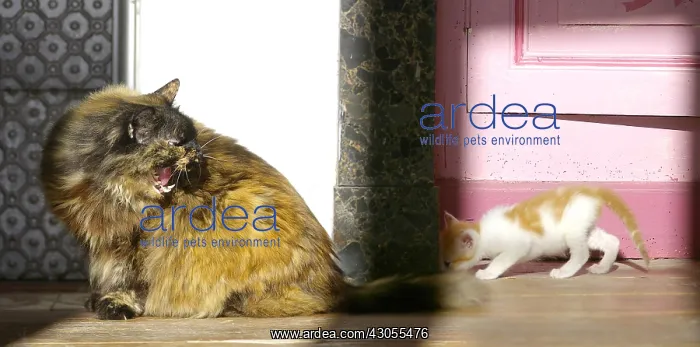 : Meeting between a senior and Chatte feulante and a Kitten : Meeting between a senior and Chatte feulante and a Kitten