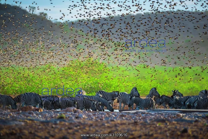 : A mega flock of red-billed quelea (Quelea quelea) : A mega flock of red-billed quelea (Quelea quelea)