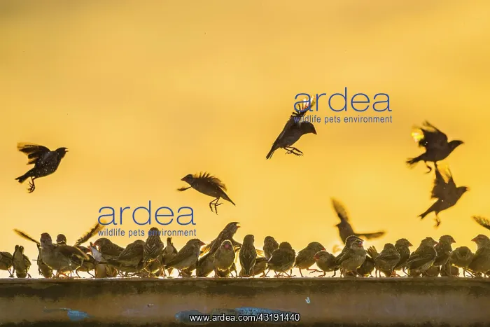 : A mega flock of red-billed quelea (Quelea quelea) : A mega flock of red-billed quelea (Quelea quelea)