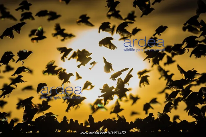 : A mega flock of red-billed quelea (Quelea quelea) : A mega flock of red-billed quelea (Quelea quelea)