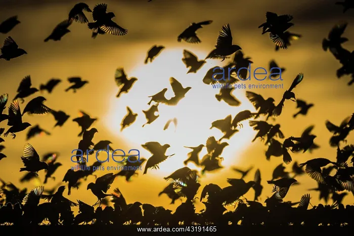 : A mega flock of red-billed quelea (Quelea quelea) : A mega flock of red-billed quelea (Quelea quelea)