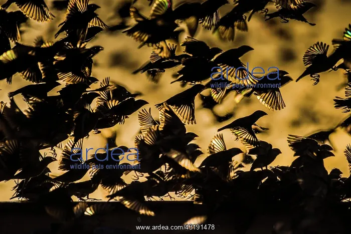 : A mega flock of red-billed quelea (Quelea quelea) : A mega flock of red-billed quelea (Quelea quelea)