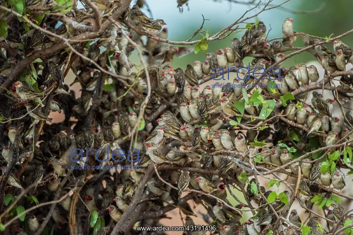 : A mega flock of red-billed quelea (Quelea quelea) : A mega flock of red-billed quelea (Quelea quelea)