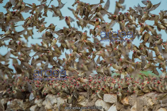 : A mega flock of red-billed quelea (Quelea quelea) : A mega flock of red-billed quelea (Quelea quelea)