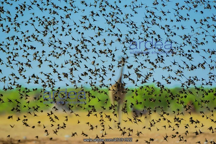 : A mega flock of red-billed quelea (Quelea quelea) : A mega flock of red-billed quelea (Quelea quelea)
