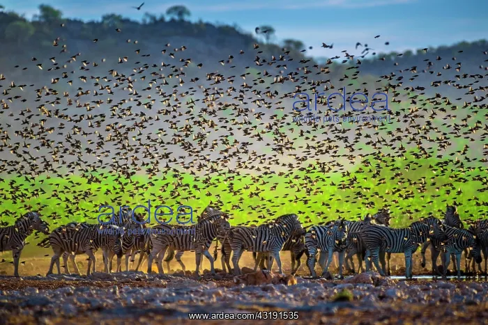 : A mega flock of red-billed quelea (Quelea quelea) : A mega flock of red-billed quelea (Quelea quelea)