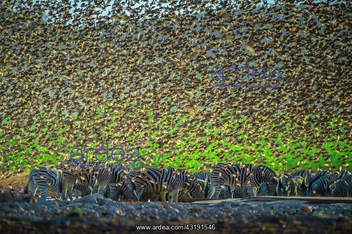 : A mega flock of red-billed quelea (Quelea quelea) : A mega flock of red-billed quelea (Quelea quelea)