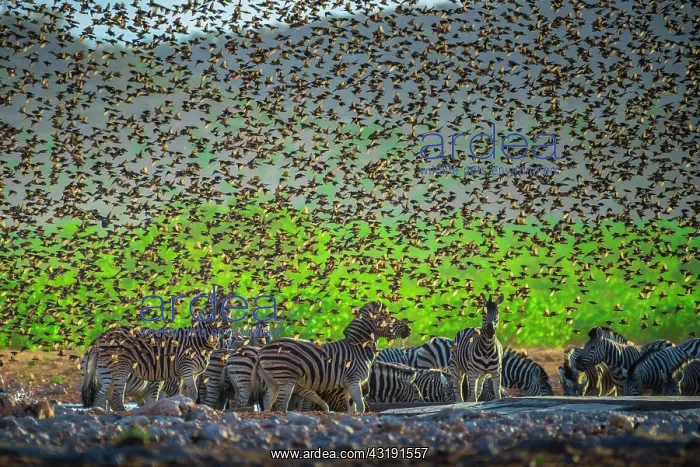 : A mega flock of red-billed quelea (Quelea quelea) : A mega flock of red-billed quelea (Quelea quelea)