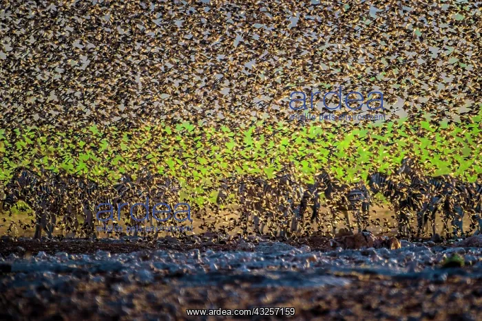 : A mega flock of red-billed quelea (Quelea quelea) : A mega flock of red-billed quelea (Quelea quelea)