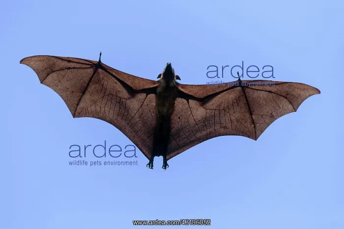 : Megabat (Pteropus medius), in flight, Kuramathi : Megabat (Pteropus medius), in flight, Kuramathi