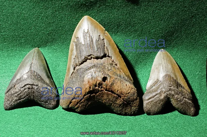 : Megaladon Teeth Fossilized : Megaladon Teeth Fossilized