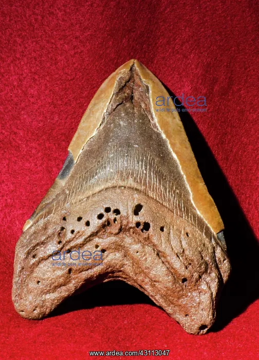 : Megaladon Tooth Fossilized : Megaladon Tooth Fossilized