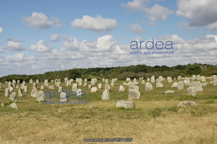 : Megalithic alignements du Petit Menec prehistoric : Megalithic alignements du Petit Menec prehistoric