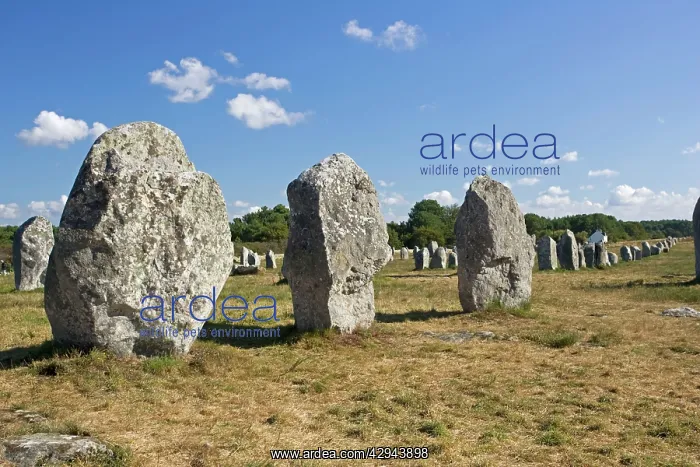 : Megalithic alignements de Menec prehistoric megaliths : Megalithic alignements de Menec prehistoric megaliths
