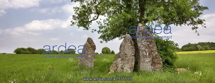 : Megalithic Tomb - Dolmen - Weris - Belgium : Megalithic Tomb - Dolmen - Weris - Belgium