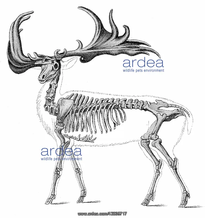 : Megaloceros, Cenozoic Mammal : Megaloceros, Cenozoic Mammal