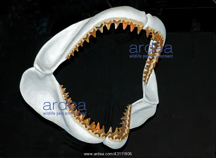 : Megalodon Jaws : Megalodon Jaws