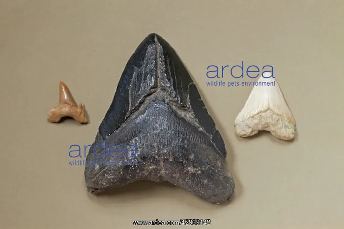 : Megalodon tooth (centre), Great White Shark (Carcharodon : Megalodon tooth (centre), Great White Shark (Carcharodon